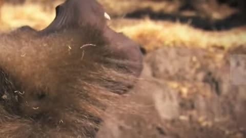 Oh, my God, this gorilla's teeth are freaking me out