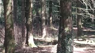 Short videos from my walk in Parkanur forest park