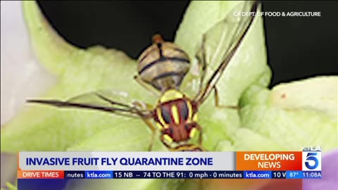 California lockdown, Tau fruit flies discovered!