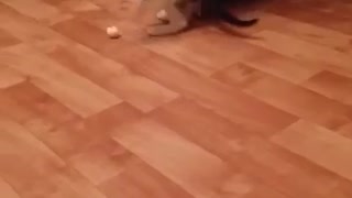 Kitty play with ball