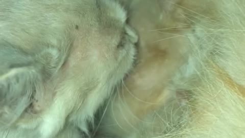 A little cat suckling from her mother.😨