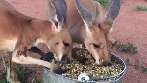 Madeleine and Sebastian Love Their Grain