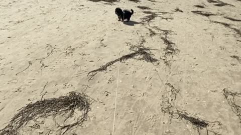 Yorkshire Terrier on the beach (3 months)