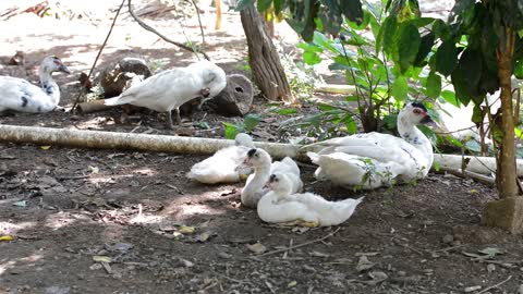 Dock family's delight in the best bird's