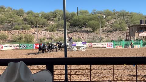 Young Living Friesian Horses at Wickenburg Rodeo, Arizona