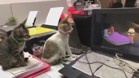 Amazing Two Cats Watching Tom & Jerry