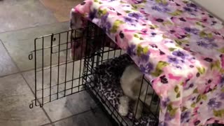 Funny Dog Protects Her Food