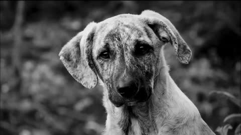 Dog Grieve the Loss of their Owner’s