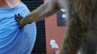 WATCH TILL THE END.......MONKEY DOES SOME CRAZY THINGS