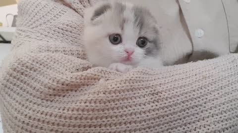 Short cute kitten video