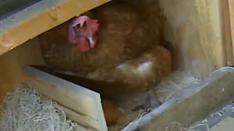 Chicken Hen Lays Egg in her Nest