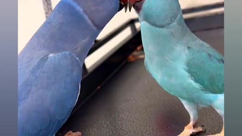 Parrots love chit chat , love story
