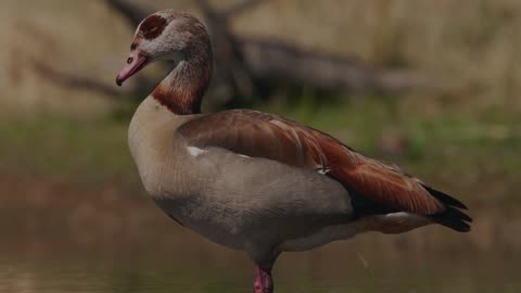 The Egyptian Goose: Close Up HD Footage (Alopochen aegyptiaca)