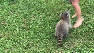 Pet Raccoon Plays with Ball in Backyard