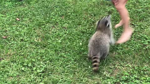 Pet Raccoon Plays with Ball in Backyard