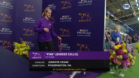 P!nk the border collie wins back-to-back titles in the 16"