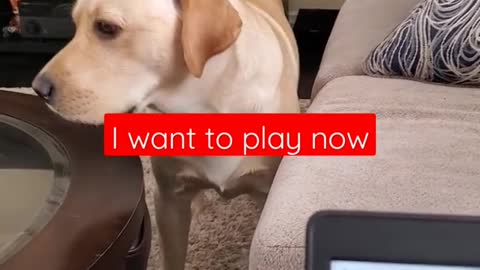 Dog Hates it When Disturbed During Sleeping Shorts Funny Dog Video_1080pFHR