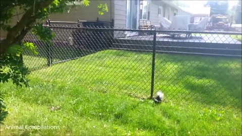 baby Skunks