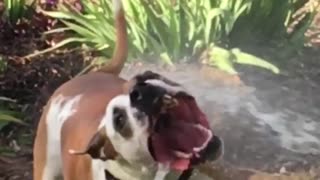 Dog getting sprayed with water in the face in slow motion