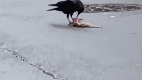 Hungry crow