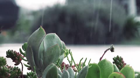 15 min soft rain and piano for prayer, soaking, meditation