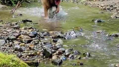 german shepherd - patrolling the watercourse