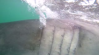 A large Great White Shark rushes cameramans lens while filming off a shark diving boat