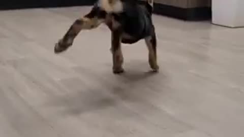 Happy dog dancing