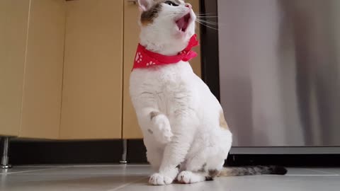video of funny white catty