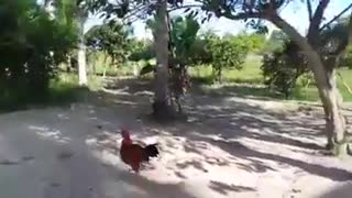 fight between a cock and a dog