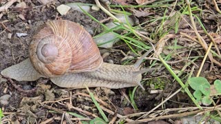 A beautiful vineyard snail crawls next to a cycle path / a beautiful snail.