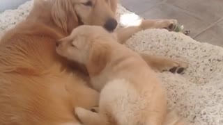 Adorable cachorro es presentado a una Golden Retriever adulta