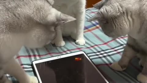 Tablet Cat Game