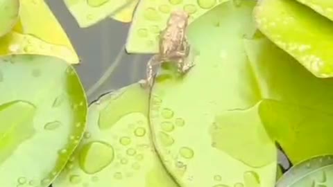 A walking frog in the pond