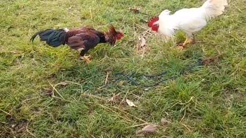 COCKS FIGHT