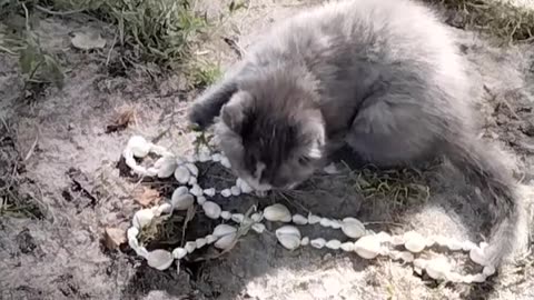 kitten playing with seashells