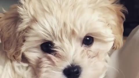 A cute dog who has just woken up.