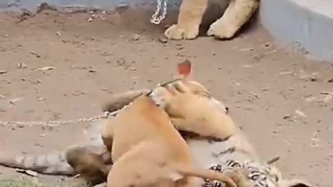 Dog_Playing_With_Tiger___Nouman_Hassan__(360p)
