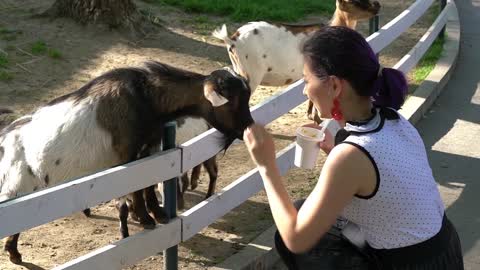 Girl feeding Baby goats in zoo