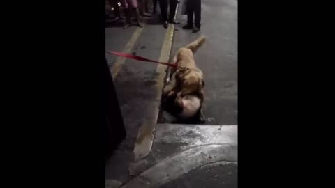 OMG.!! Golden Retriever Attack Other Dog and Won't Release His Bite The Owner Can't Do Anything