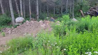 Driveway extension is past the birch trees