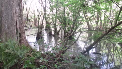Corkscrew Swamp Sanctuary