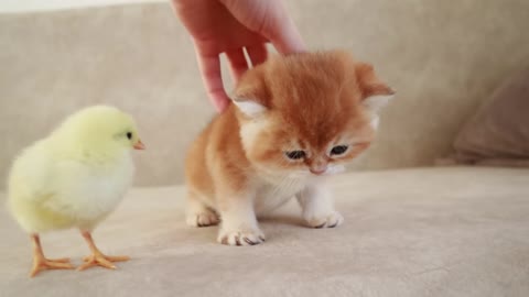 Les chatons marchent avec un petit poulet