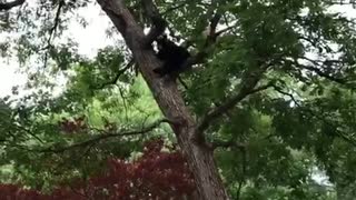Bear in front yard