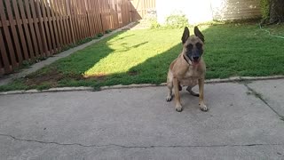 Before You Get a Belgian Malinois