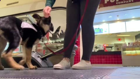 Puppy's First Month of Service Dog Training