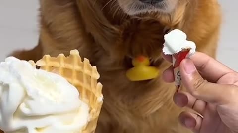 Funny, Sweet How They Teased The Dog With Ice Cream