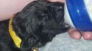 Newborn puppy enjoying her bottle