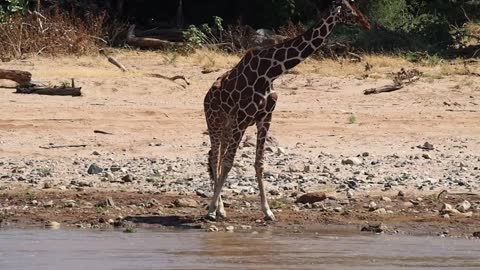 Giraffe Bending Down To Drink Water