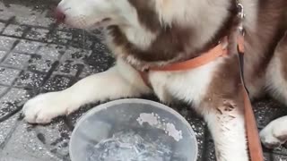 WoW, Husky eat ice cream. That was unexpected